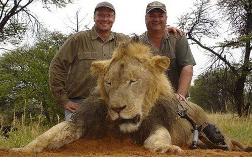 Detenido por contrabando de antílopes el organizador de la cacería del león Cecil