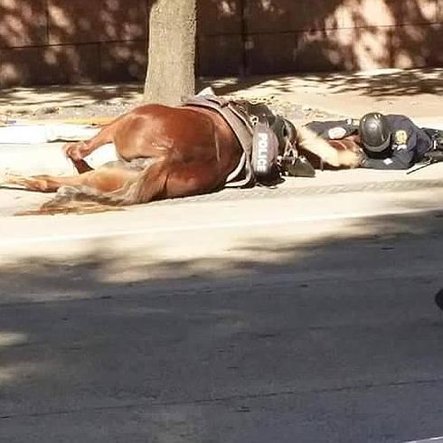 La impactante imagen del policía consolando a su caballo