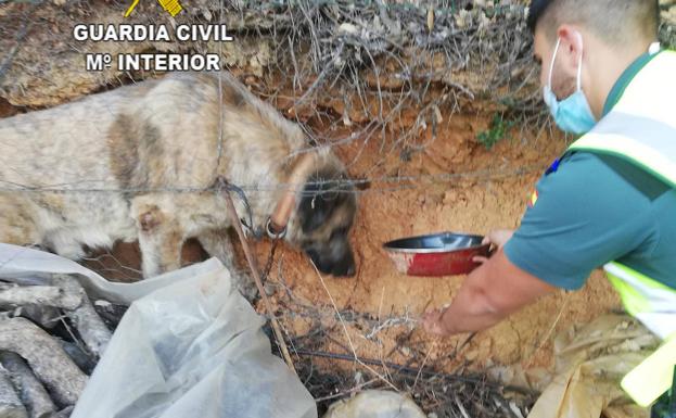 La Guardia Civil rescata a un perro que había caído a un agujero en Cañamero